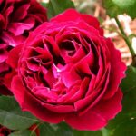 Baron Girod de l'Ain