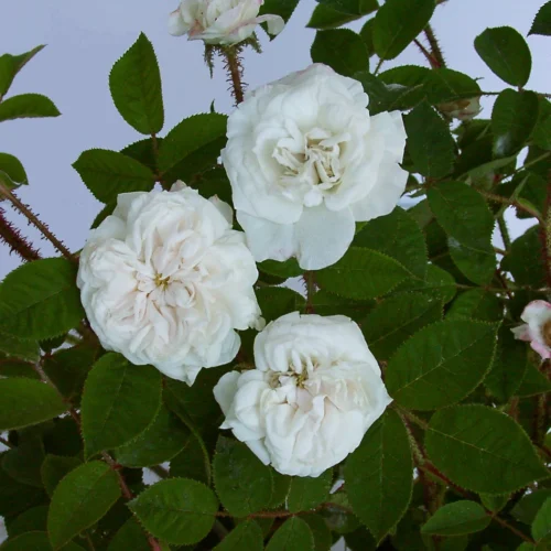 Blanche Moreau