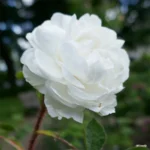 Blanche Moreau