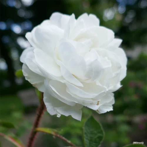 Blanche Moreau