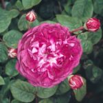 Cardinal de Richelieu