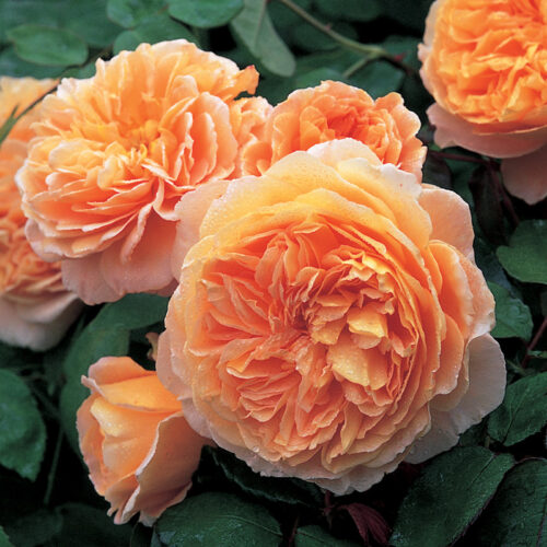 Crown Princess Margareta