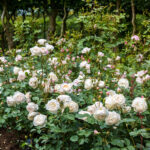 Desdemona David Austin