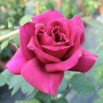 Etoile de Hollande sarmentosa