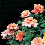 Fragrans Meillandina®