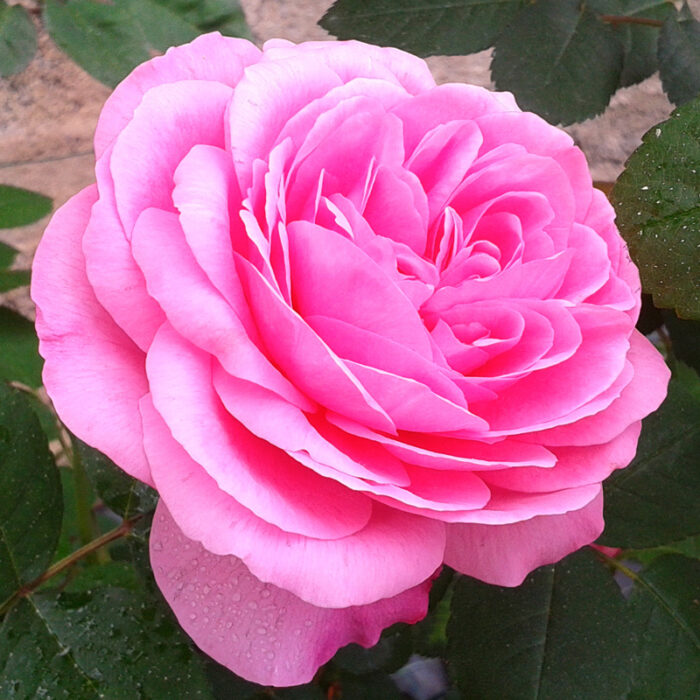 Gertrude Jekyll