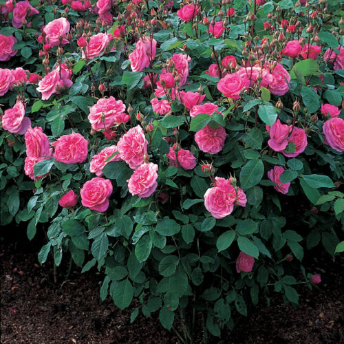 Gertrude Jekyll