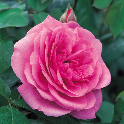 Gertrude Jekyll