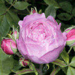 La Reine Victoria