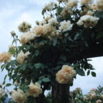 Lady Hillingdon sarmentosa