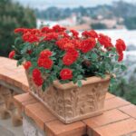 Orange Meillandina®