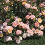 Peach Drift