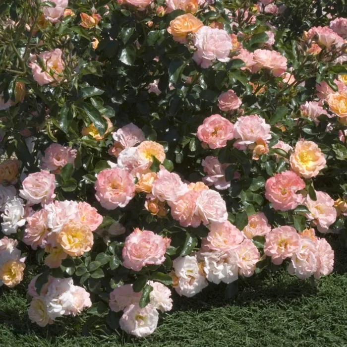 Peach Drift