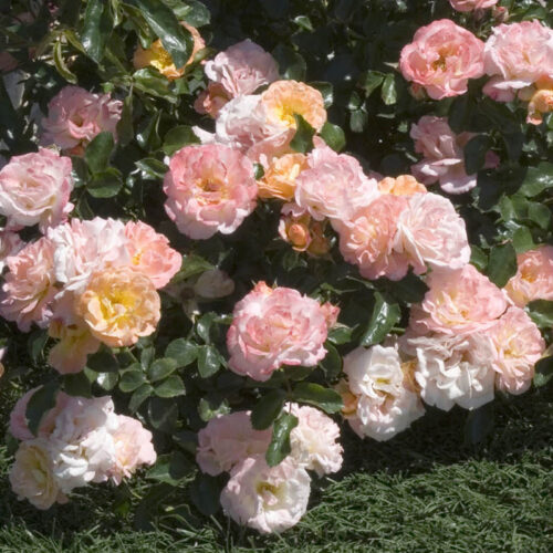 Peach Drift®