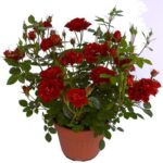 Prince Meillandina®