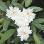 R. banksiae alba plena