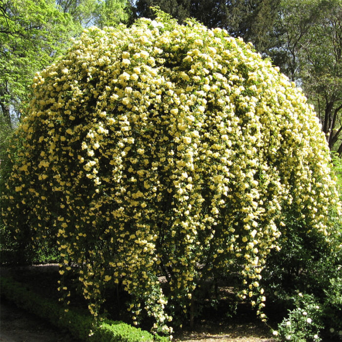 R. banksiae lutea