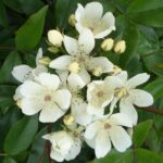 R. banksiae normalis