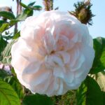 Muscosa alba (centifolia muscosa)