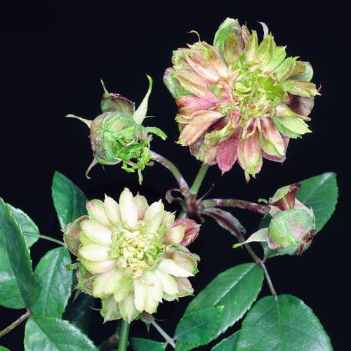 R-chinensis-viridiflora