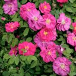 R. gallica officinalis