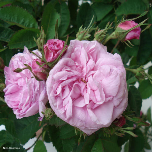 Rosa gallica centifolia
