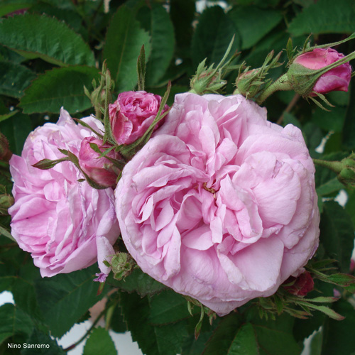 Rosa gallica centifolia
