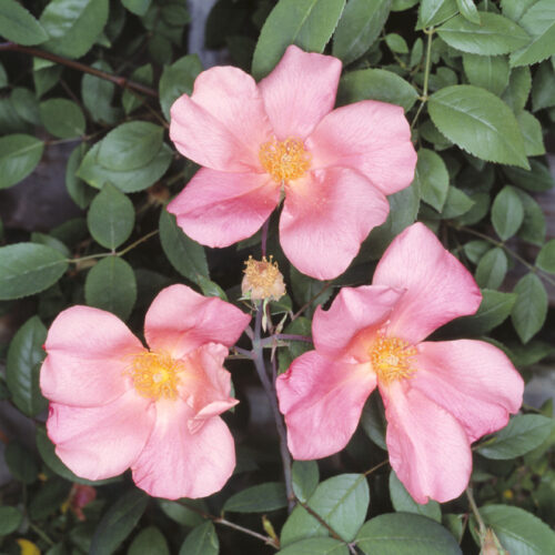 R. chinensis mutabilis