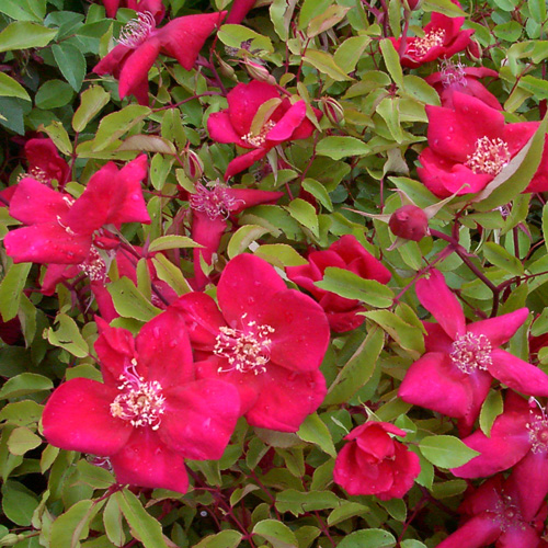 R. chinensis sanguinea