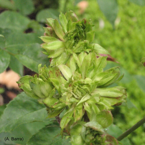 R. chinensis Viridiflora