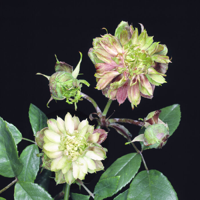 R. chinensis Viridiflora