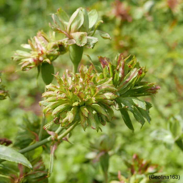 R. chinensis Viridiflora