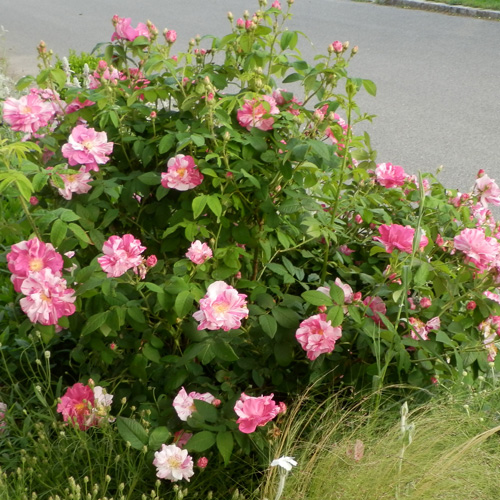 Rosa gallica versicolor