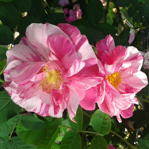 Rosa gallica versicolor