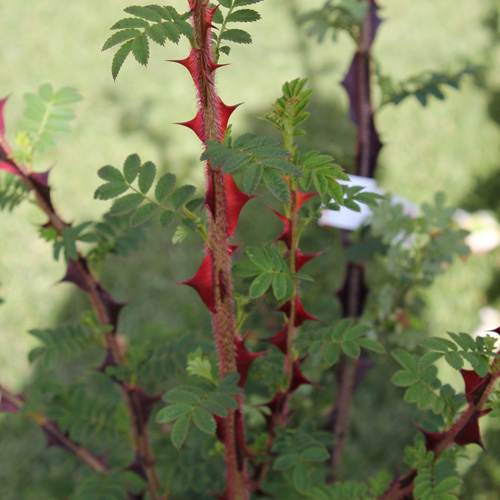 Rosa omeiensis pteracantha