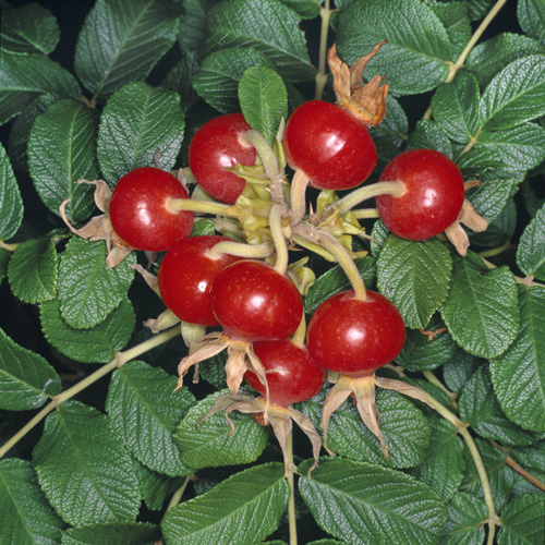 R. rugosa alba bacche