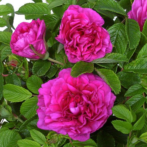 rosa rugosa hansa