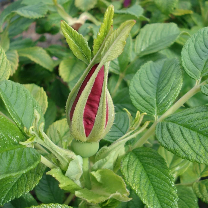 R. rugosa hansa