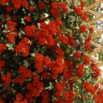 Orange Meillandina® Gpt