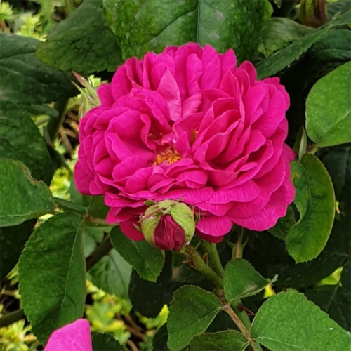Rose de Rescht