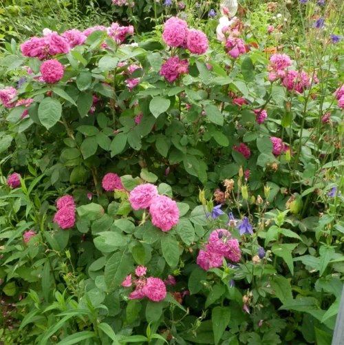 Rose de Rescht
