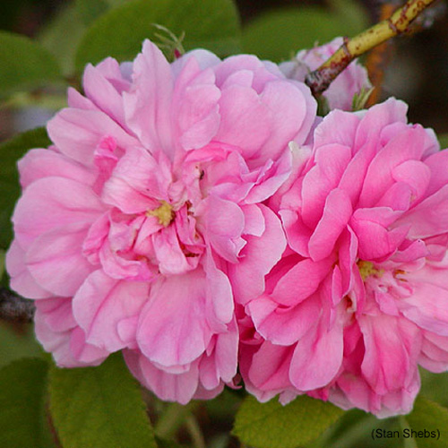 Rose des Quatre Saisons