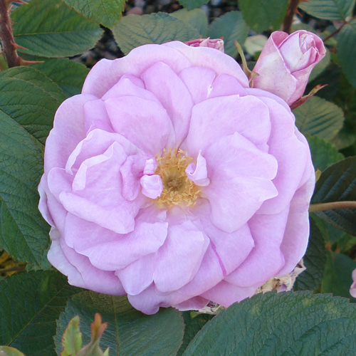 Rose des Quatre Saisons