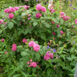 Rose De Rescht