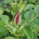 Rosa rugosa hansa