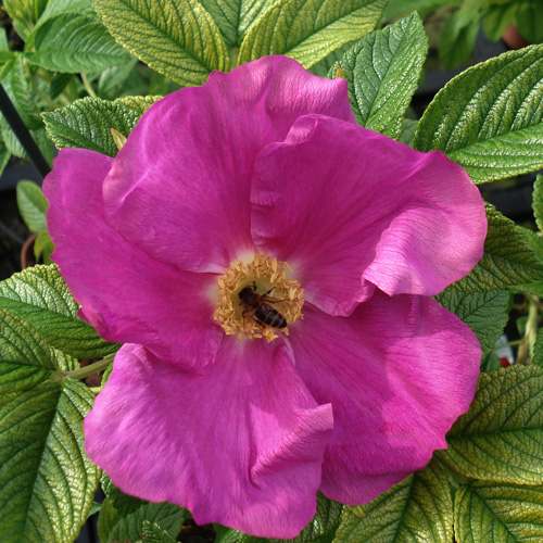 Rugosa scabrosa ape