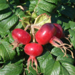 Rugosa scabrosa bacche