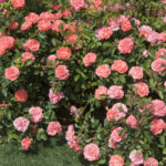 Coral Drift