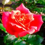 Signora Piero Puricelli