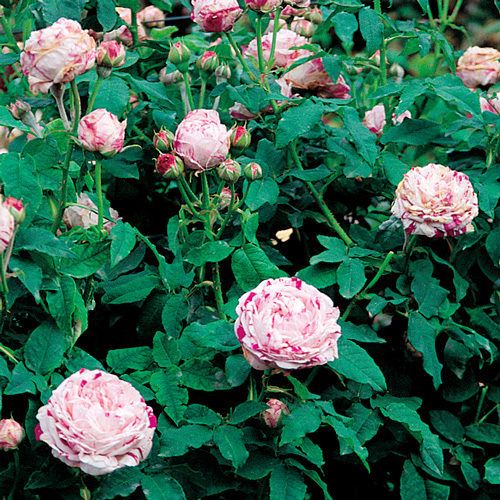 Variegata di Bologna